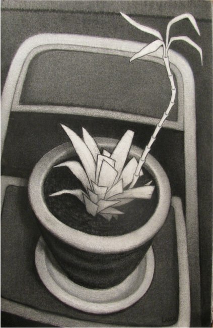 dying plant charcoal